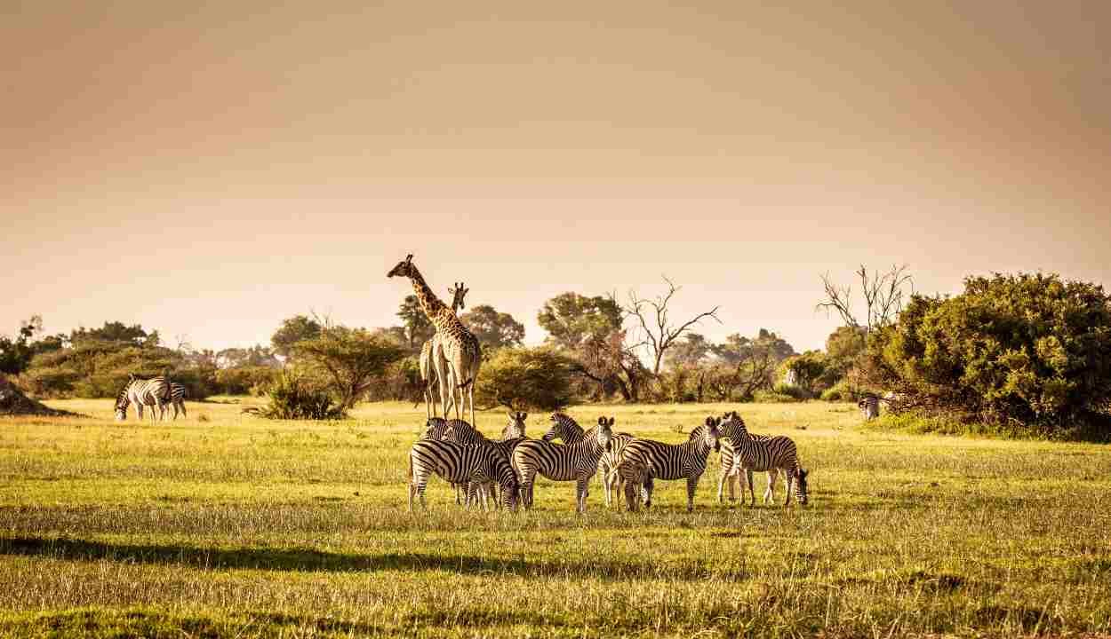 Royal Tiger Safari Tour